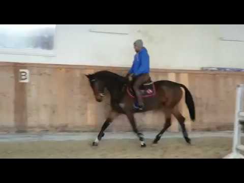 Stute geb. 2010, Captain Fire x Prominenz