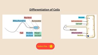 Differentiation of Cells for AQA GCSE Biology separate and combined science