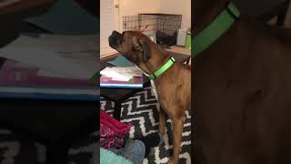 Dog sings ALL OF ME BY JOHN LEGEND