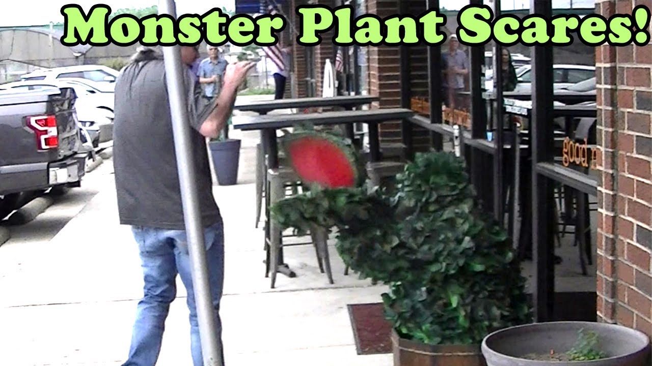 Promotional video thumbnail 2 for Space Plant