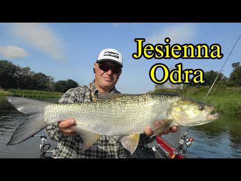Jesienna Odra | bolenie klenie #solar360bass #bolenie #klenie