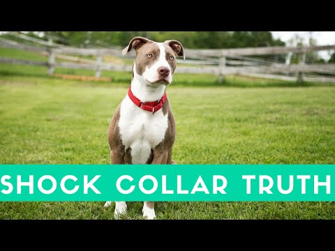 Are Shock Collars For Dogs Cruel? The Truth About Dog Training With Shock Collars