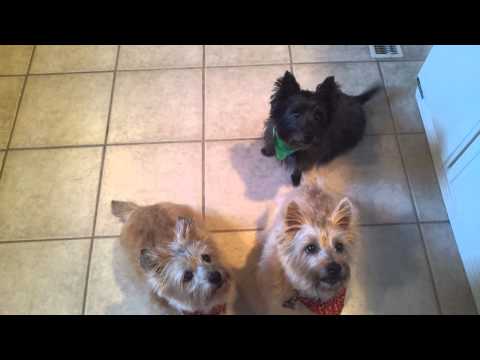 YouTube video about: How many calories in a greenie for dogs?