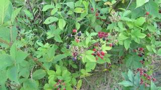 Delicious, Edible: Native Blackberry (Rubus sp.)