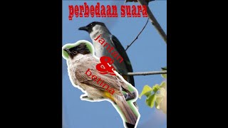 Download lagu Kutilang jantan dan betian ( membedakan suara kutilang jantan dan betina) mp3