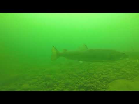 MLADICA,DRINA...NIKADA VIDJENO