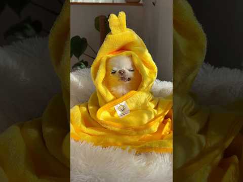 A SHORT moment of zen for tiny Cedric 💛😅 #dogshorts #funnydog