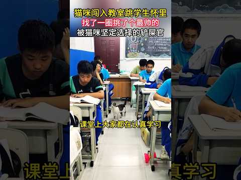 猫咪闯入教室赖着不走了，网友：这是被猫坚定选中的男孩