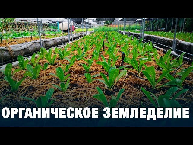 Органическое земледелие