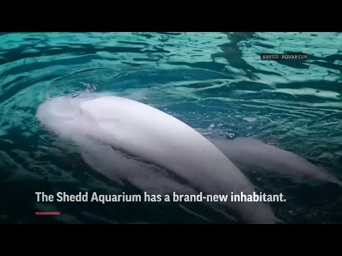 Beluga calf is born at Chicago Aquarium