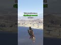 No One Is Brave Enough To Do This ONE Speedrun Strategy In GTA 5 - DarkViperAU