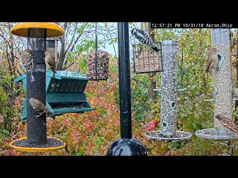 Busy Afternoon at the Bird Feeders