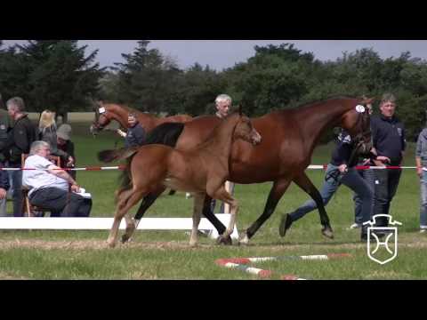 NF030 Hengstfohlen von Chin Champ - Casall - Cassini II