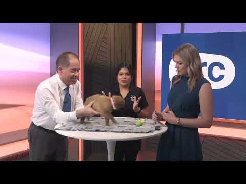 ARC Bark: Adorable puppy Iris seeks forever home at Beaumont Animal Care - YouTube