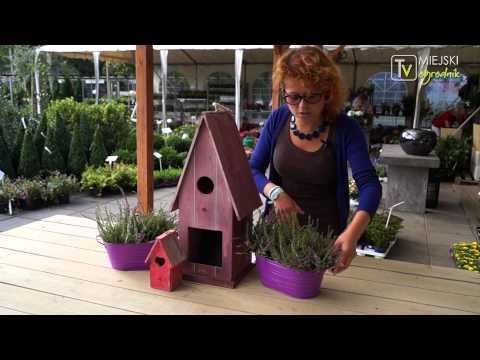 Kocham tę roślinę - wrzosy S02 E01