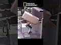 Tweaker Geographic: The Alpha Tweaker #tweaker #tweakers #funny #viral #nationalgeographic