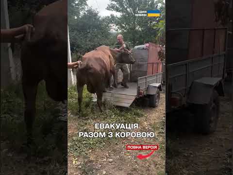 КОРОВА ПЛАКАЛА. щоб НЕ ЗДАЛИ НА М’ЯСО! ДОВЕЛОСЯ ЕВАКУЮВАТИ її з господаркою