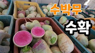 수박무 수확  동치미 담아 볼까?