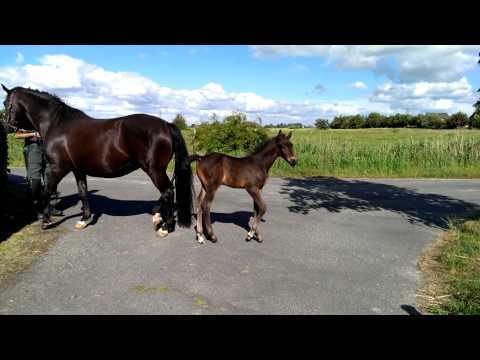 Hengstfohlen von Crunch-Limbus