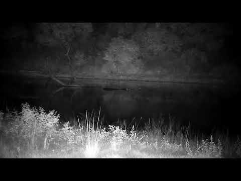 Djuma: Hippo resting at dead limb in the water - 03:36 - 04/01/2023
