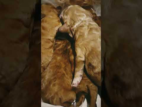 Cavapoo Welpe kaufen
