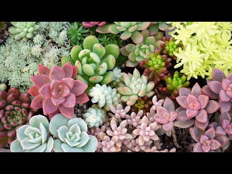 園芸 丈夫な多肉植物