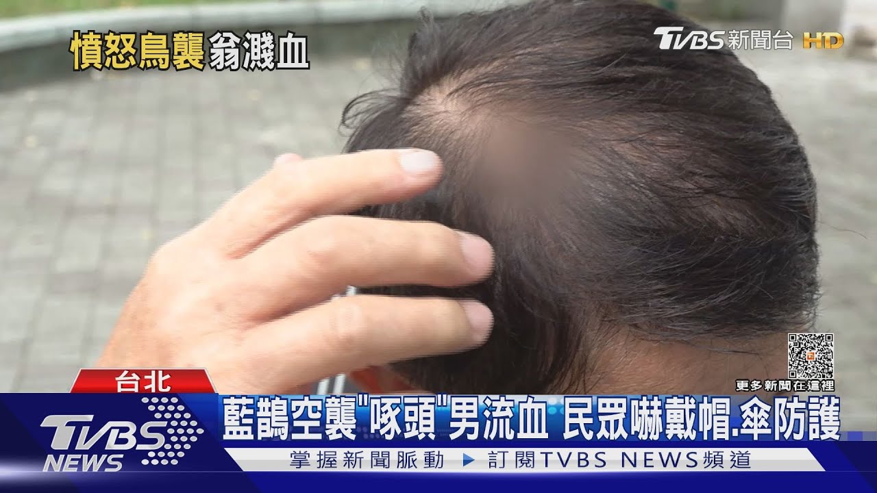 藍鵲空襲「啄頭」男流血 民眾嚇戴帽、傘防護