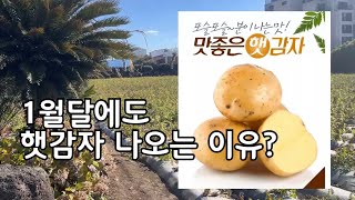1월달에 햇감자가 나오는 이유를 알았습니다
