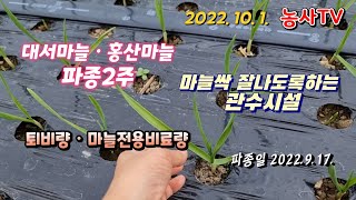 홍산마늘은 듬성듬성ㆍ대서마늘 80%( 싹 잘나도록 하는 관수시설 퇴비량ㆍ마늘전용비료량) 농사TV 2022년 …