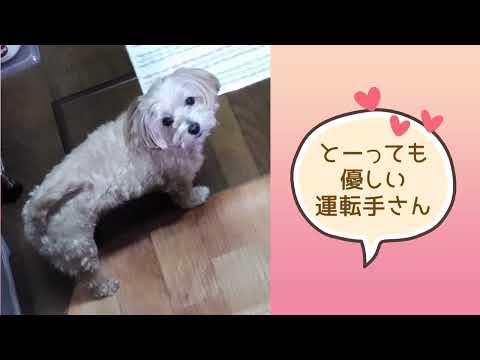 ワンワンU・x・Uお悩み相談室9️⃣8️⃣〜越前市「ぽんこちゃん」🐶道路はゆずりあうと気持ちいいよ