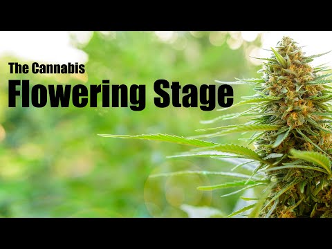 What to Do During the Cannabis Flowering Stage