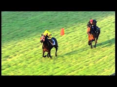 Greyville 26062014 July Gallop : Capetown Noir