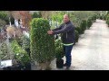 Green Mountain Boxwood