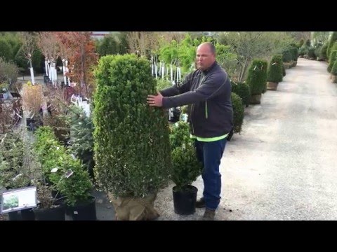 download lagu mp3 mp4 Buxus Green Mountain Cone, download lagu Buxus Green Mountain Cone gratis, unduh video klip Buxus Green Mountain Cone