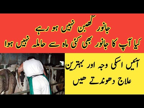 Janwar hamla nae ho rhy II Treatment of repeat breeders