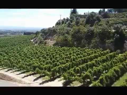 Horta Alpicat camí la Bassa