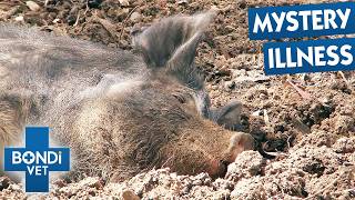 Why Was Pig’s Entire Litter Stillborn? | Bondi Vet Full Episode