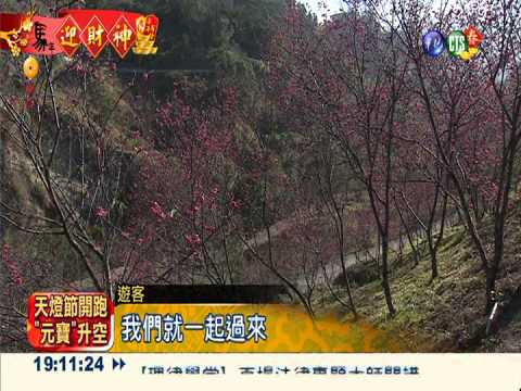 濁水巷櫻花盛開 五千株爭奇鬥艷