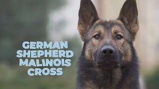 German Shepherd Malinois Mix - Dog Breed Facts and Information