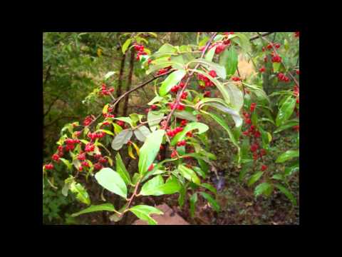 Berry's Chapel Video 1