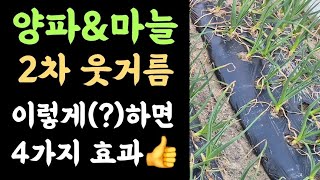 텃밭 마늘양파 2차 웃거름