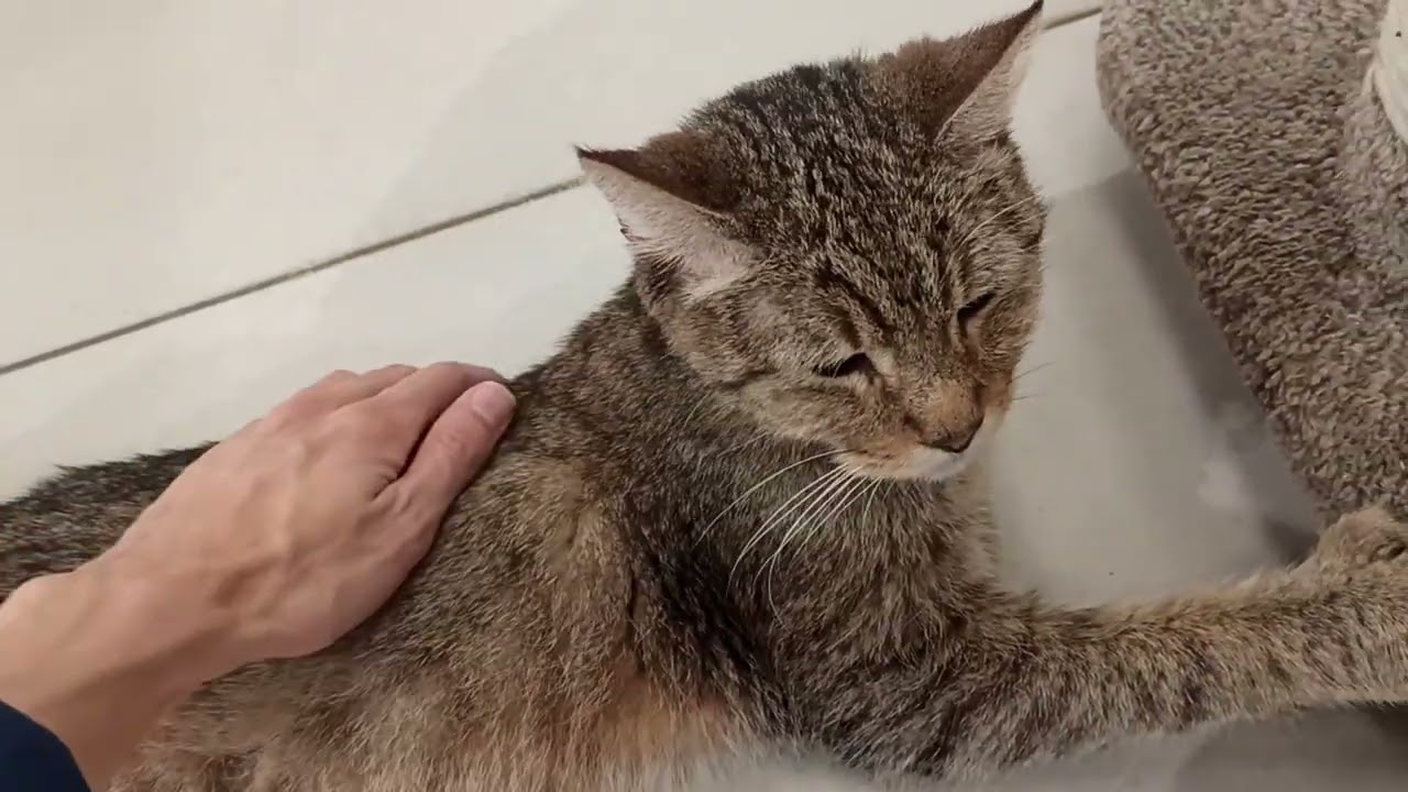Котопространство