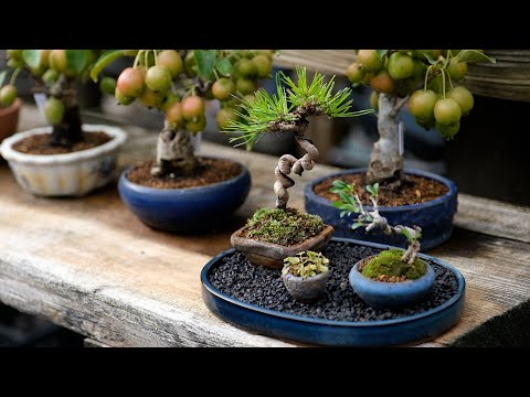 屋内および屋外の盆栽の選択とメンテナンス: 初心者でもプロのように矮性の木の世話をする  庭園