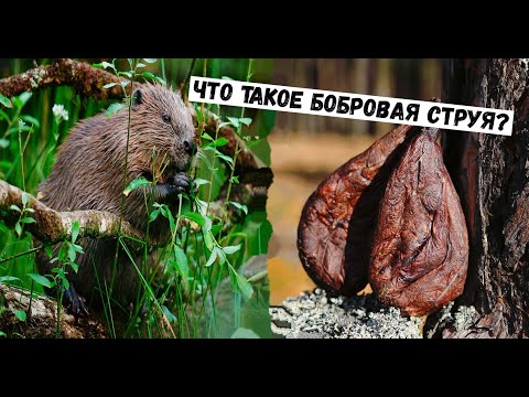 ✔ЧТО ТАКОЕ БОБРОВАЯ СТРУЯ? И ДЛЯ ЧЕГО ЕЁ ПРИМЕНЯЮТ? #Охотанабобра #Бобр #Охота #Охотанабобраосенью