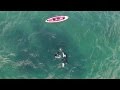 Orca and Kayaker Encounter Caught on Drone Video
