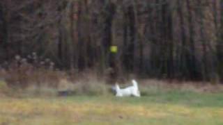 preview picture of video 'albino whitetail'