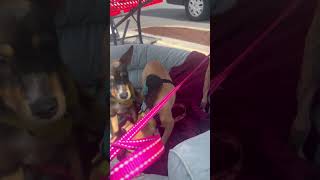 Video preview image #1 Chihuahua-Unknown Mix Puppy For Sale in NYC, NY, USA