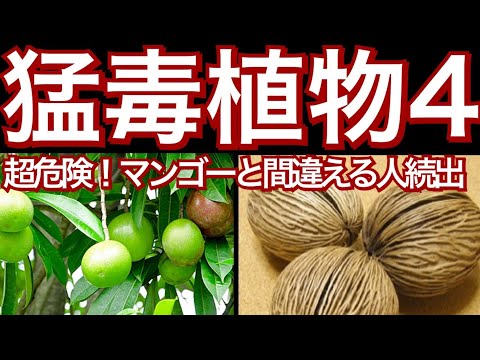 愛する人やペットの命を守るために、庭にある有毒植物を見分ける方法を学びましょう。  庭園