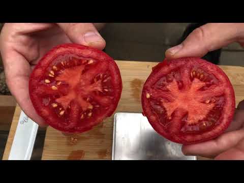 Видео про томат Деметра F1 от агрофирмы Партнер