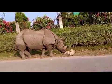 Rhino scared sleeping dog
